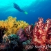 coral_soft_ni_h_0705_png1651.jpg
